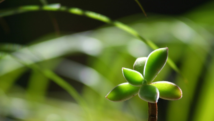 上海绿植租赁公司有哪些