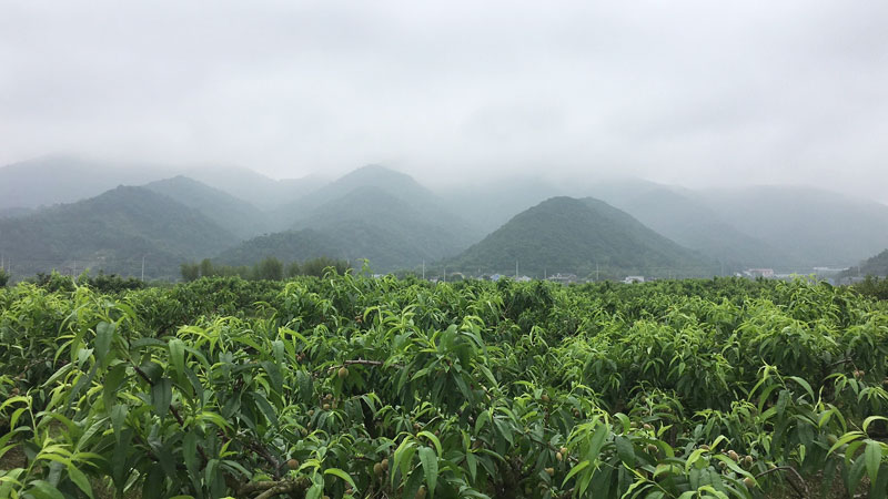 水蜜桃品牌设计包装