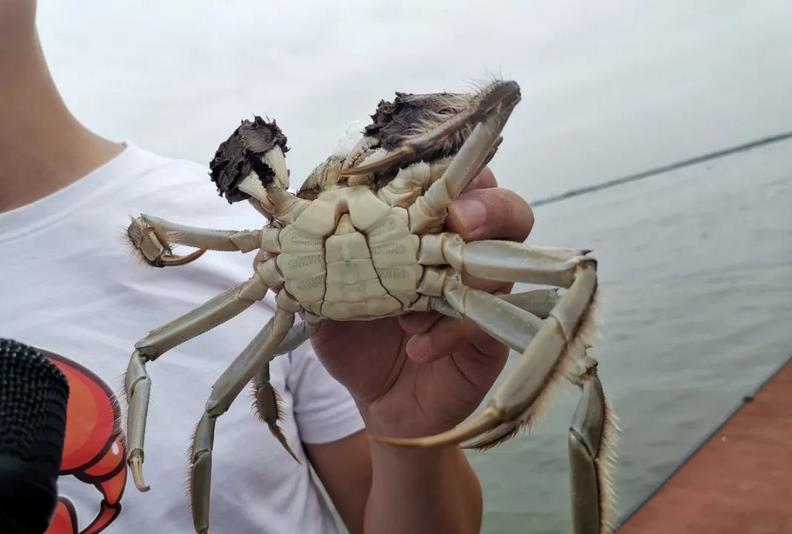 阳澄湖大闸蟹品牌全案策划